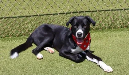 A young medium-sized male Mixed Breed dog named Doxson for adoption in Athens, GA