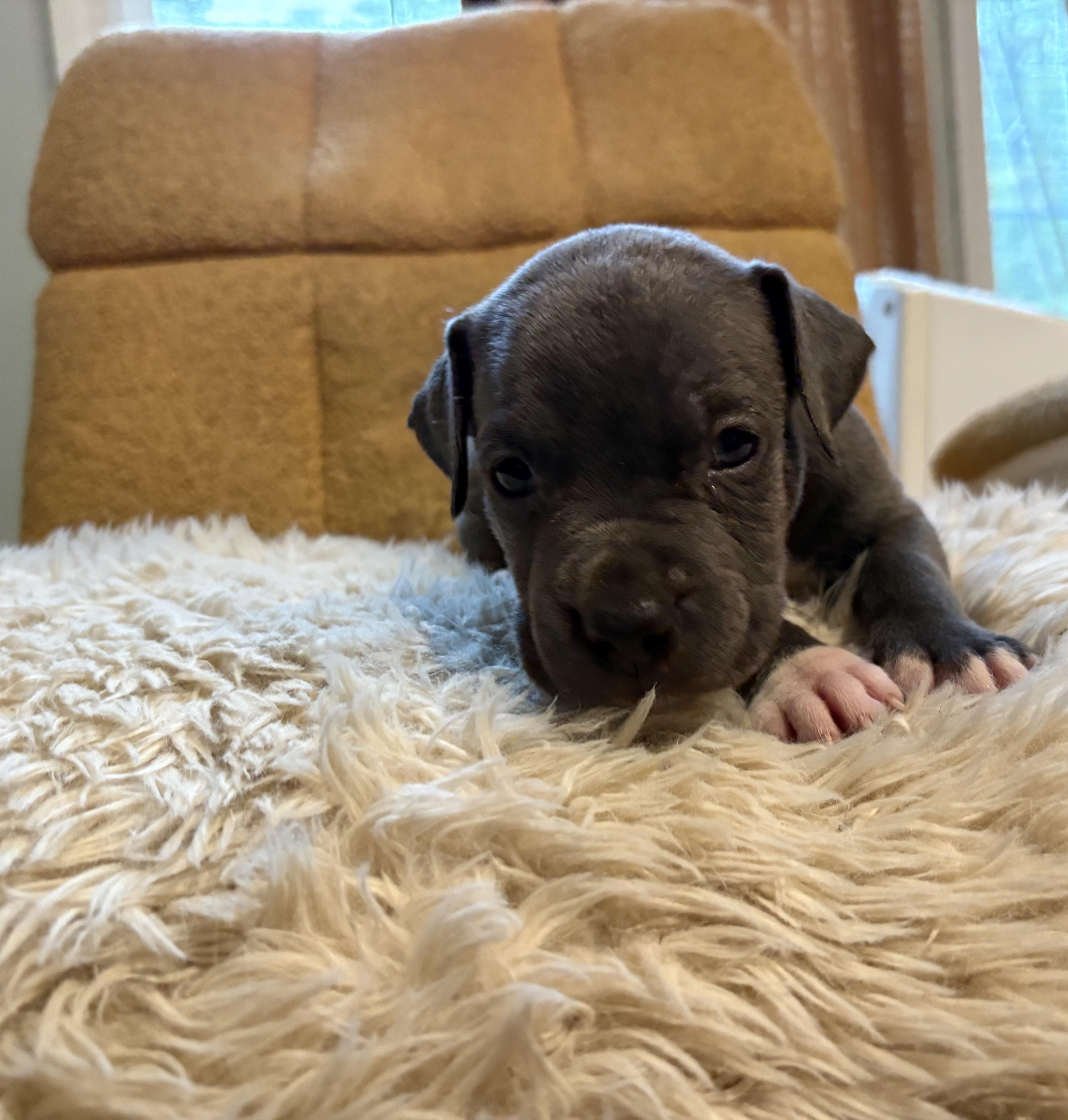 Cocoa
