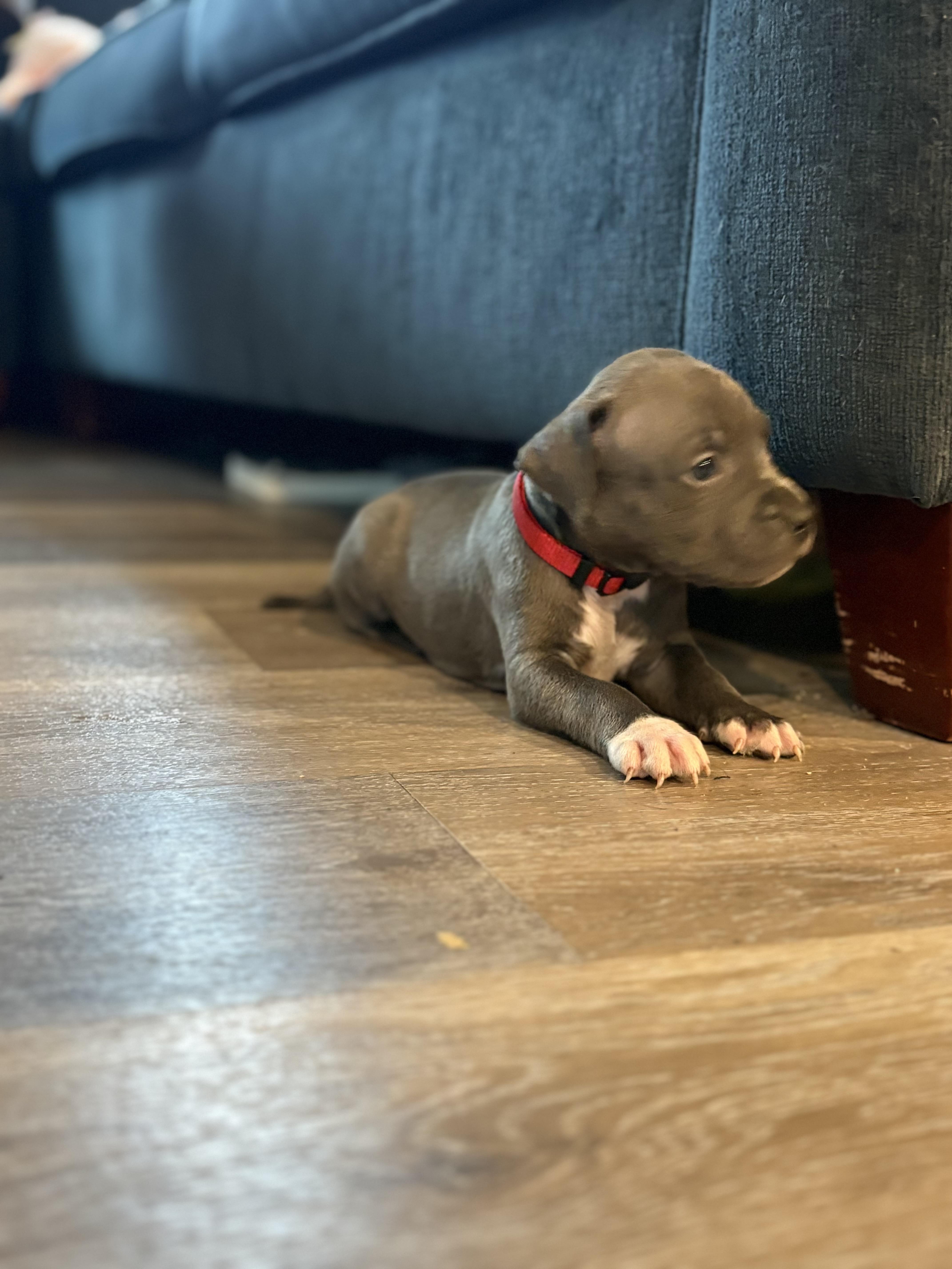 Cocoa thumbnail 2