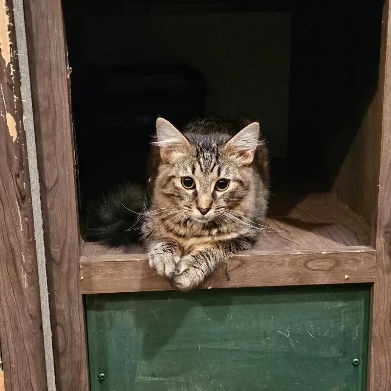 A baby small-sized male Brown / Chocolate Domestic Long Hair cat named Garlic for adoption in Columbus, NC