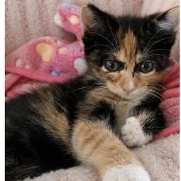 A baby small-sized female American Shorthair cat named Elena for adoption in Danbury, CT