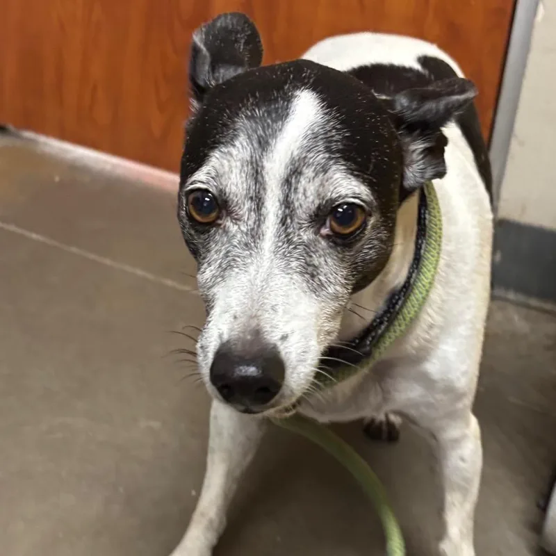 An adult small-sized male Black Jack Russell Terrier dog named Buster for adoption in Yuma, AZ