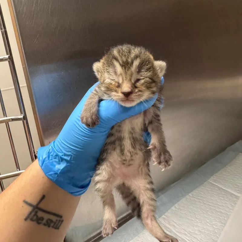 A baby small-sized female Black Domestic Short Hair cat named Butter Bean for adoption in Columbiana, AL