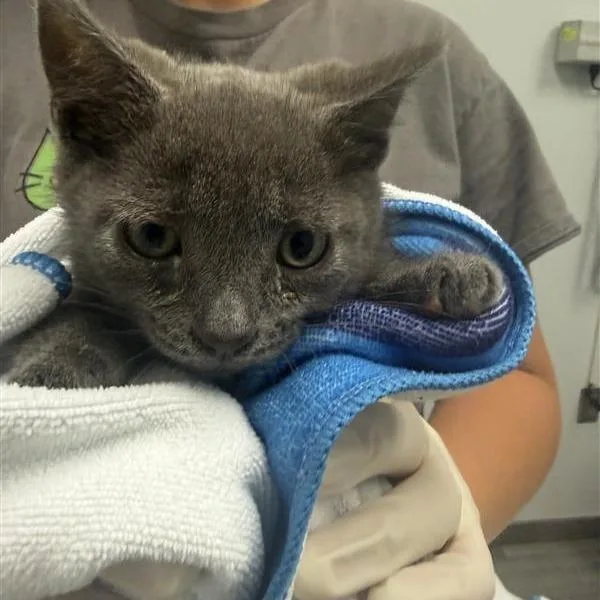 A baby small-sized male Gray / Blue / Silver Domestic Short Hair cat named Cajun Spice for adoption in Jacksonville, FL
