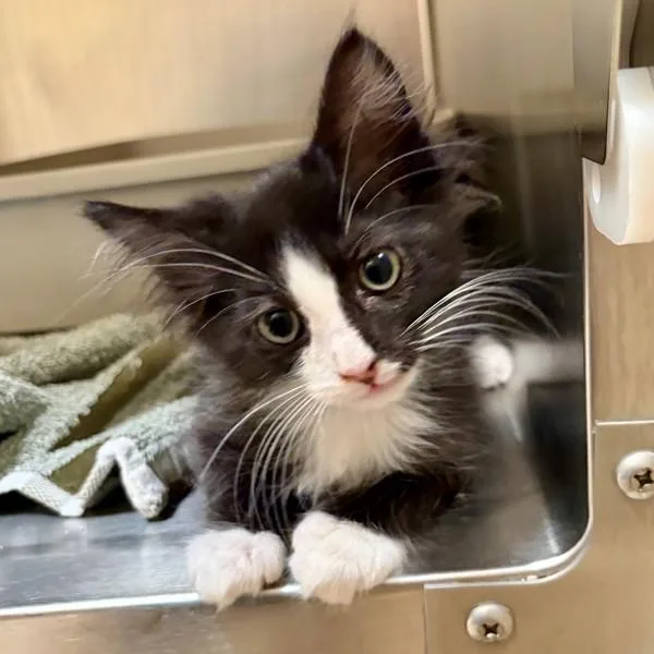 A baby small-sized male Domestic Short Hair cat named Marshall for adoption in Walnut Creek, CA