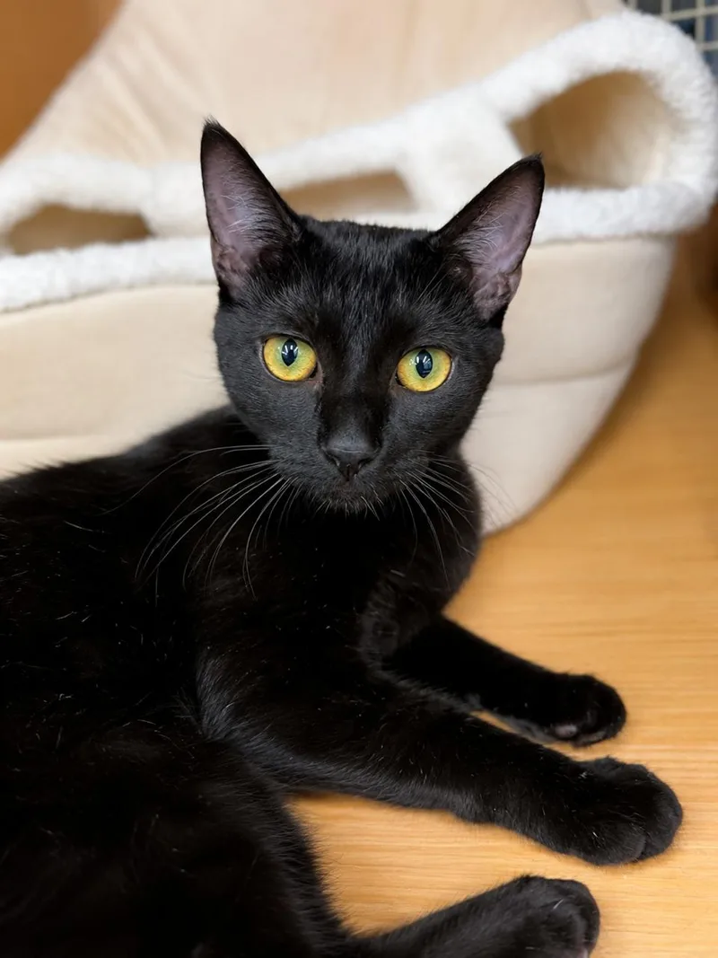 A baby medium-sized female Black Domestic Short Hair cat named Catalina for adoption in Los Angeles, CA