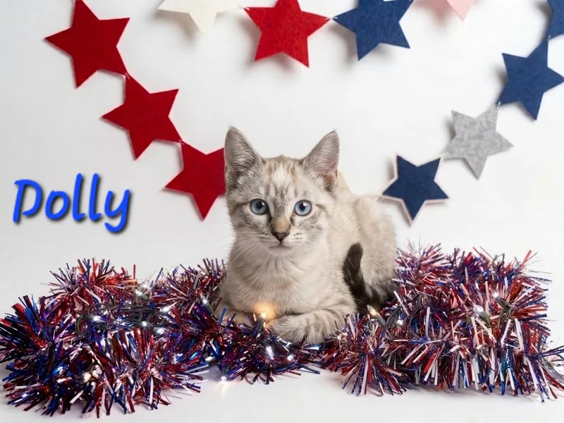 A baby medium-sized female Lilac Point Siamese cat named Dolly for adoption in Tulsa, OK