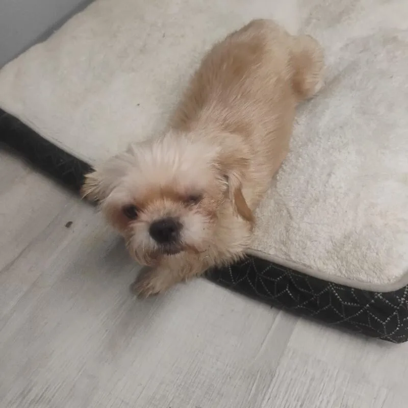An adult small-sized female Shih Tzu dog named Bonnie for adoption in Paris , TN