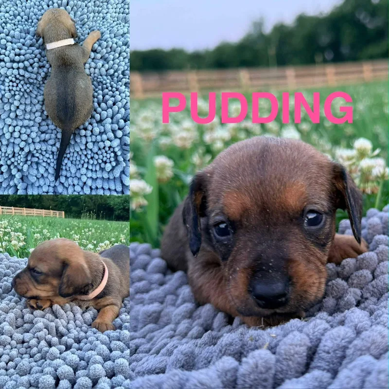 Pudding