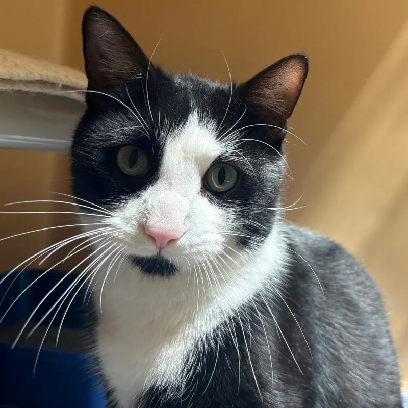An adult large-sized male Black Domestic Short Hair cat named Lex Luther for adoption in East Hanover, NJ