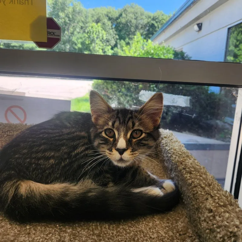 A baby medium-sized male Domestic Medium Hair cat named Raccoon for adoption in Brockton, MA