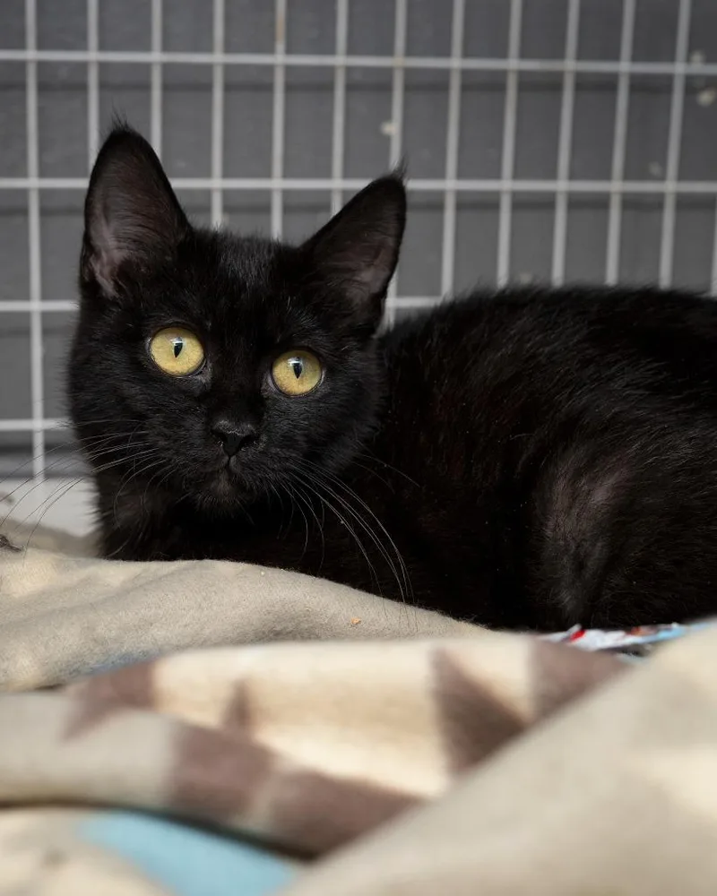 A baby small-sized female Domestic Short Hair cat named Hiccup for adoption in Boone, IA