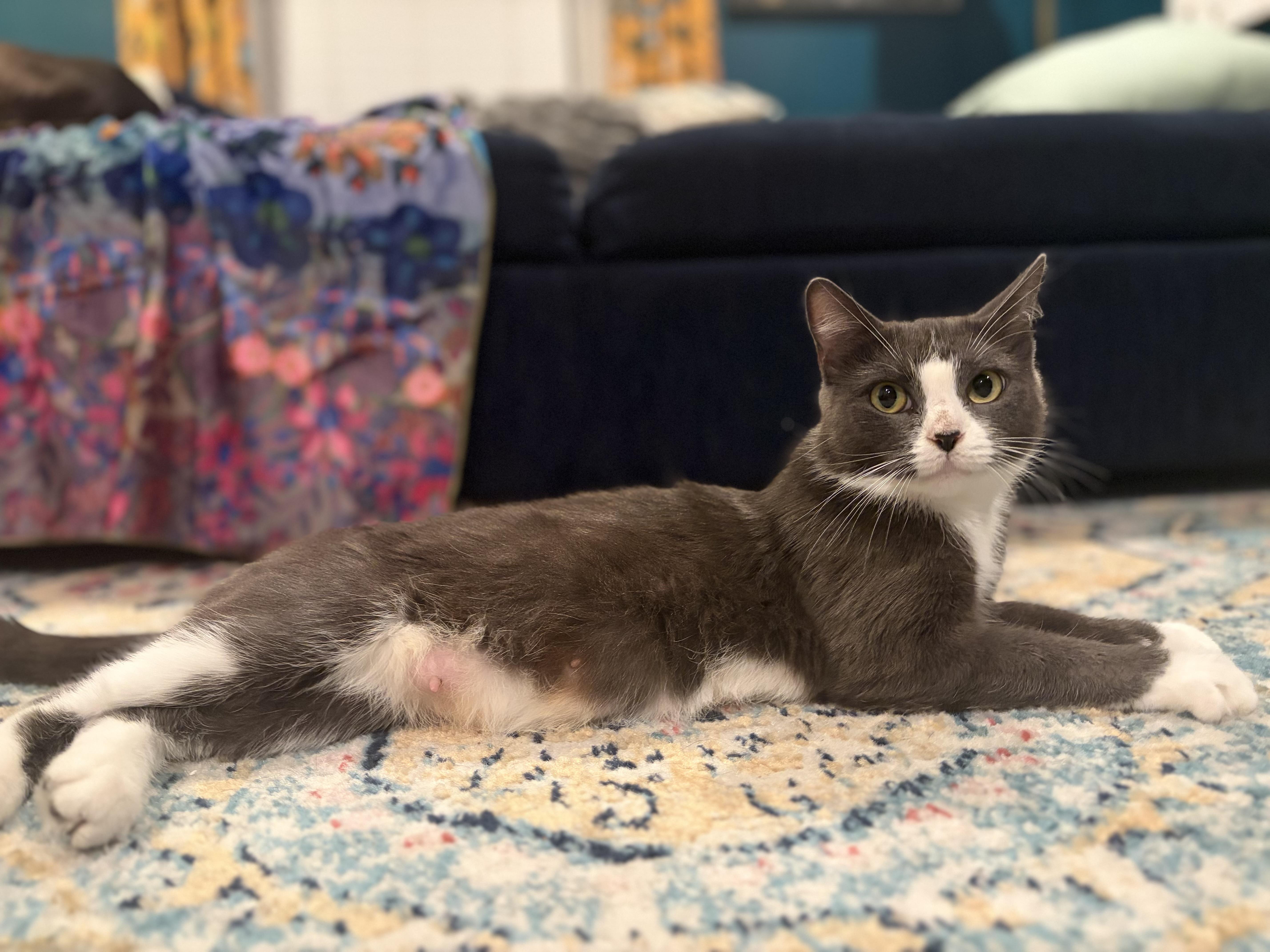 Biscuit