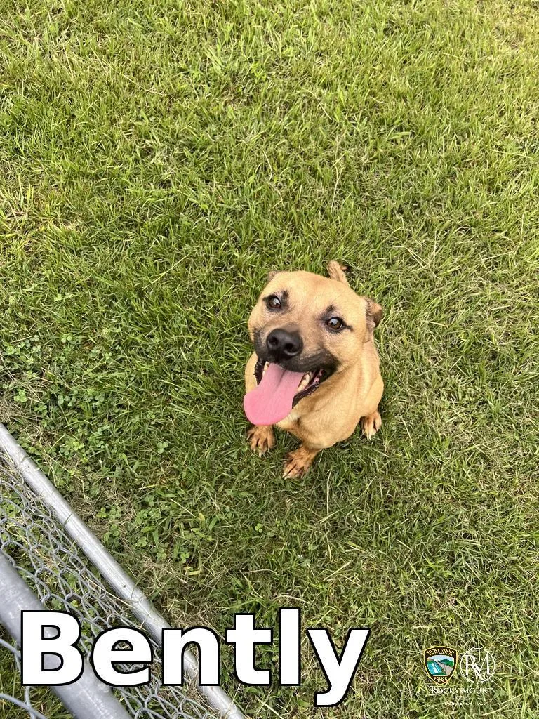A young medium-sized male Pit Bull Terrier dog named Bently for adoption in Rocky Mount, NC