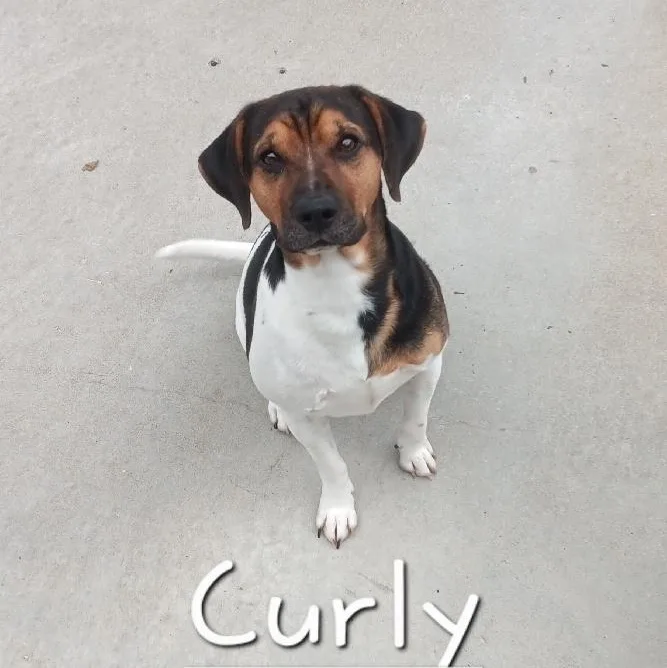 A young medium-sized male Terrier dog named Curly for adoption in Seymour, IN