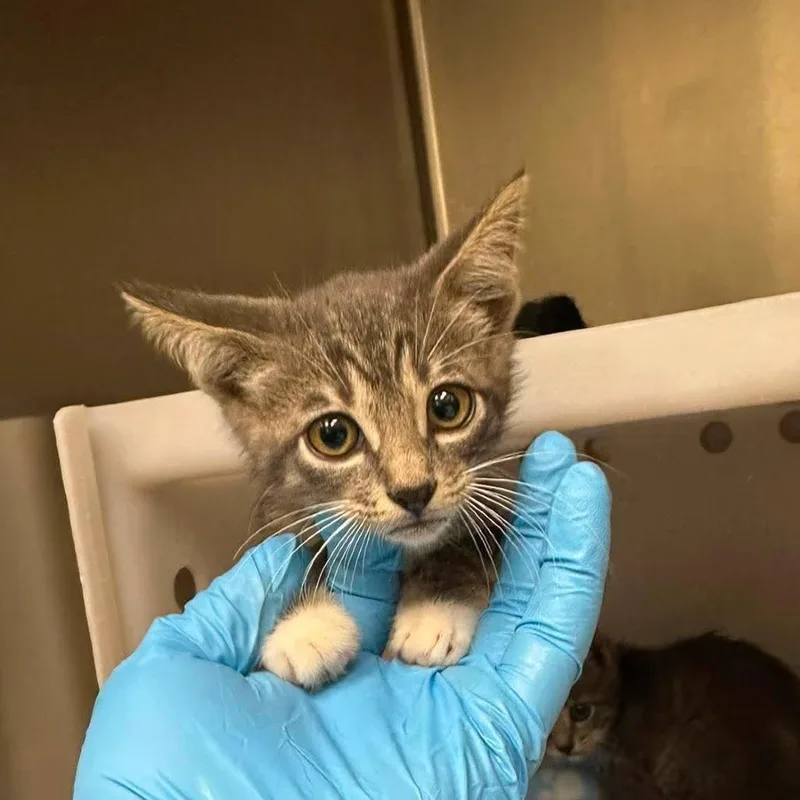 A baby small-sized female Gray / Blue / Silver Domestic Short Hair cat named Winter for adoption in Bastrop, TX