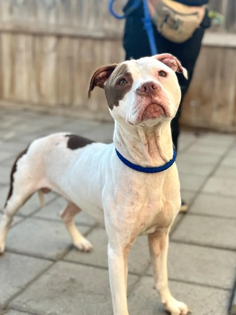 A young medium-sized male Mixed Breed dog named Ben for adoption in Muskegon, MI