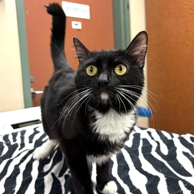 A young medium-sized female Domestic Short Hair cat named Lady Noir for adoption in Rancho Cucamonga, CA