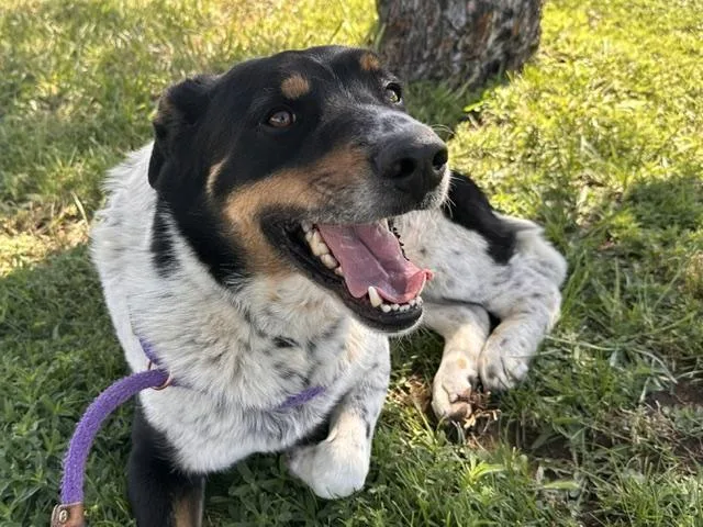 An adult medium-sized male German Shepherd Dog dog named Ruger for adoption in Albuquerque, NM