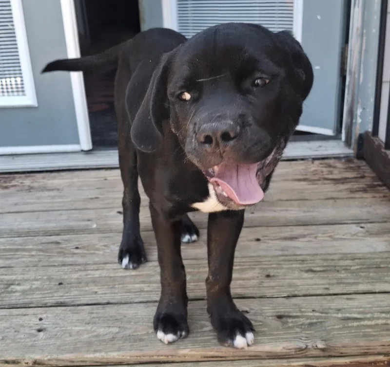 A baby extra large-sized female Black Cane Corso dog named Delaney for adoption in Rochester, NY
