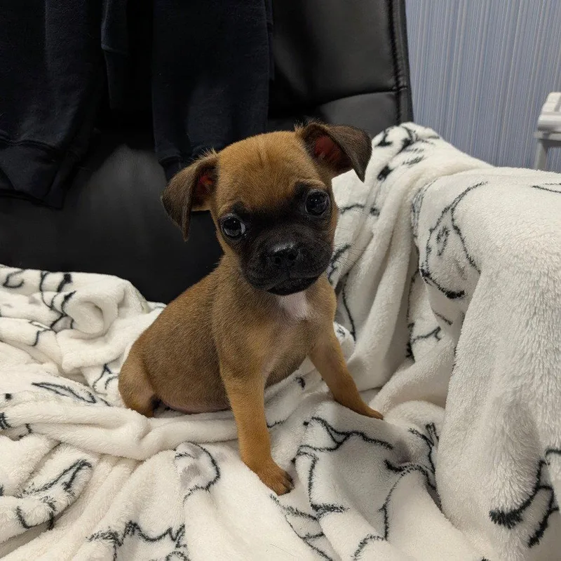 A baby small-sized female Pug dog named Nutmeg for adoption in Chico, CA