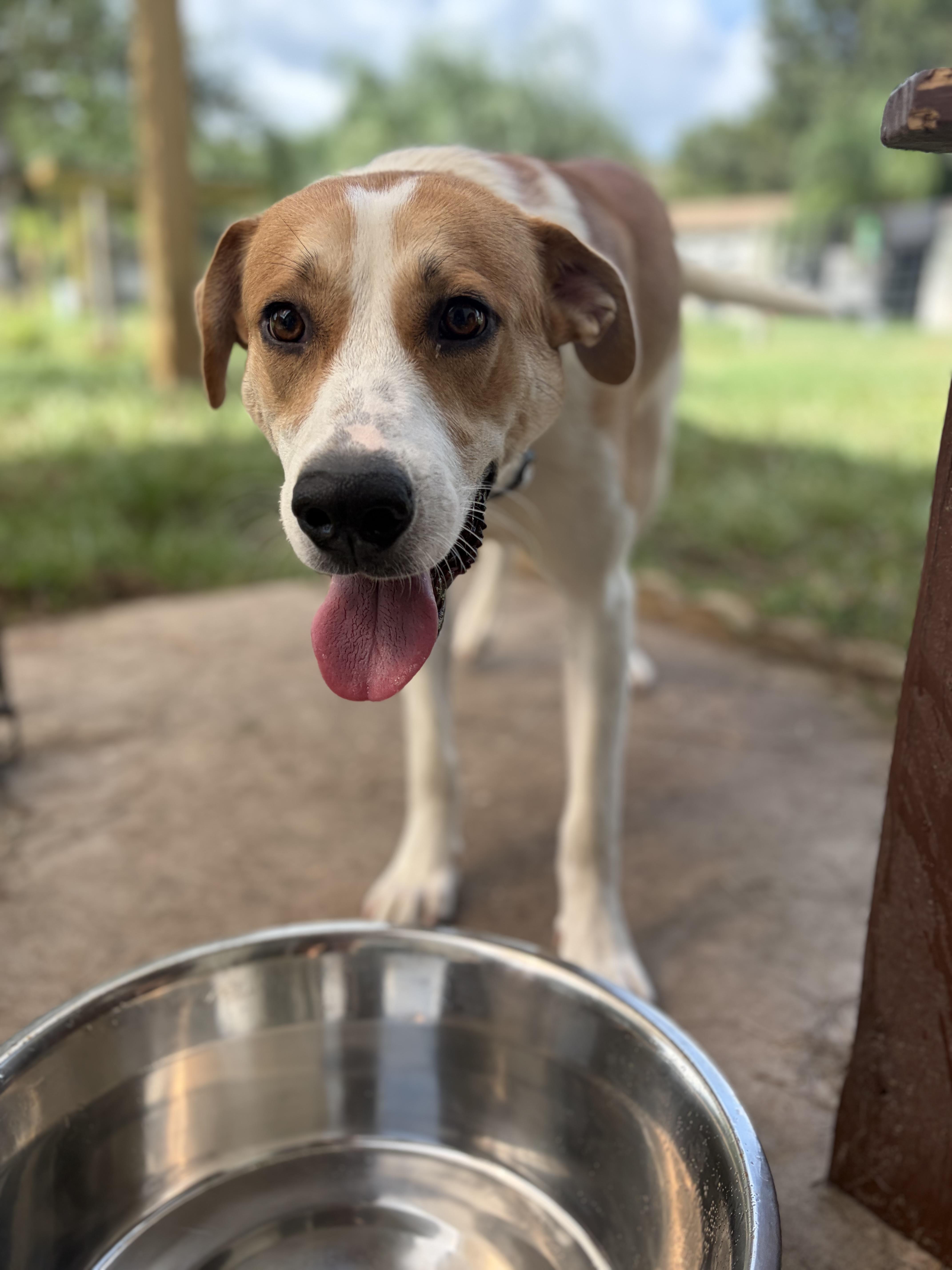An adult medium-sized male Red / Chestnut / Orange American Foxhound dog named Yeller for adoption in Lorida, FL