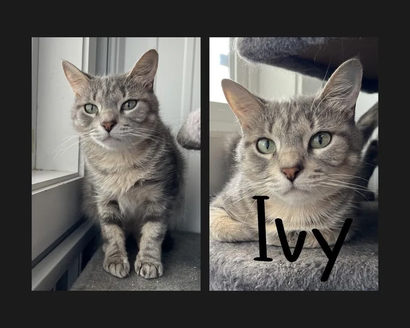 Ivy