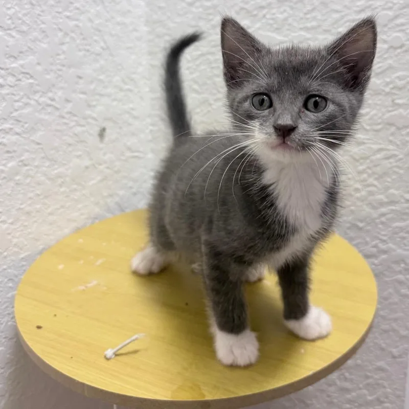 A young medium-sized female Gray / Blue / Silver Domestic Short Hair cat named Boba for adoption in Parkland, FL