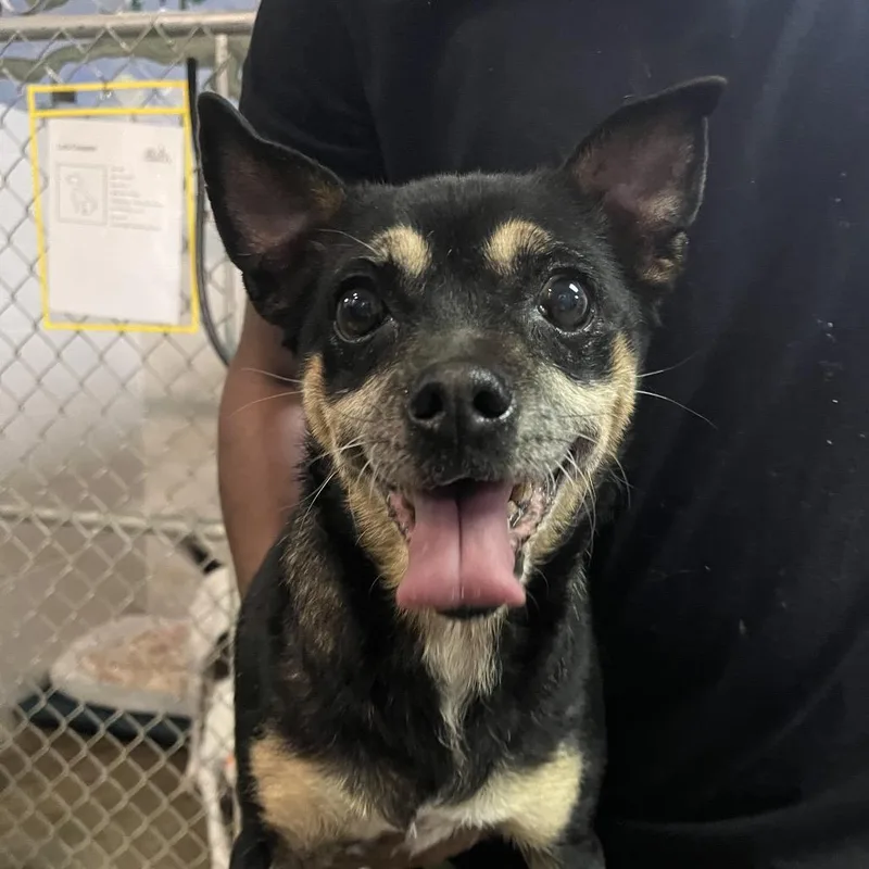 A senior small-sized female Black Chihuahua dog named Billie for adoption in Shawnee, KS