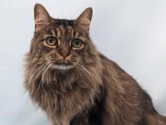 An adult small-sized female Domestic Long Hair cat named Penelope for adoption in Golden Valley, MN