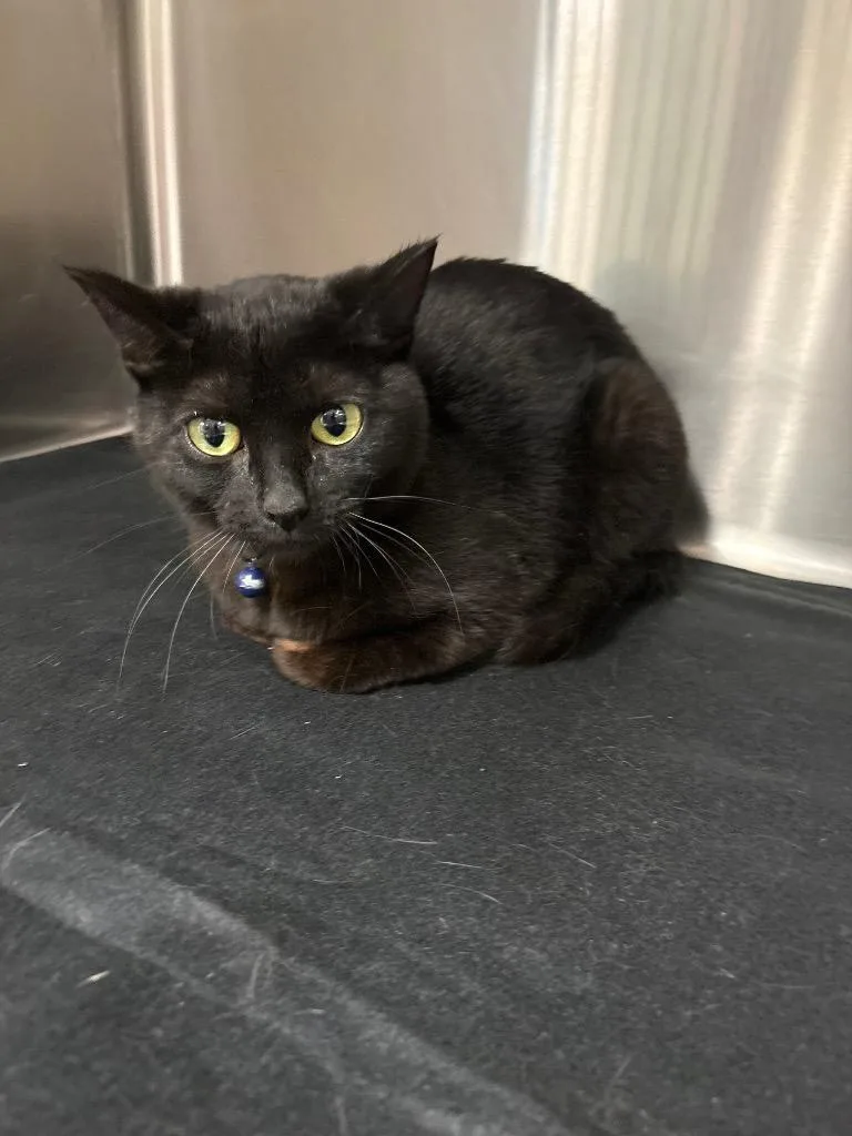 A baby medium-sized female Domestic Short Hair cat named Pinky for adoption in Twentynine Palms, CA