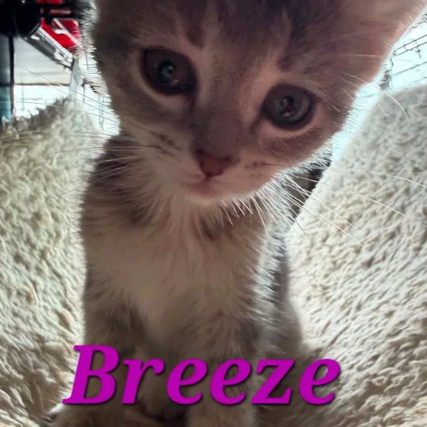 A baby small-sized female Gray / Blue / Silver Domestic Short Hair cat named Breeze C for adoption in Princeton, MN