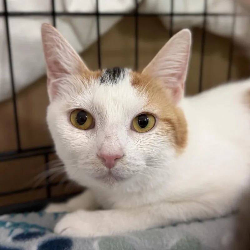 A young small-sized female Calico Domestic Short Hair cat named Marigold for adoption in Durham, NC