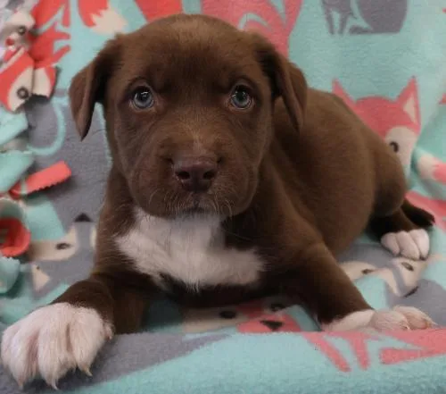 A baby medium-sized female Labrador Retriever dog named Aki for adoption in Thief River Falls, MN