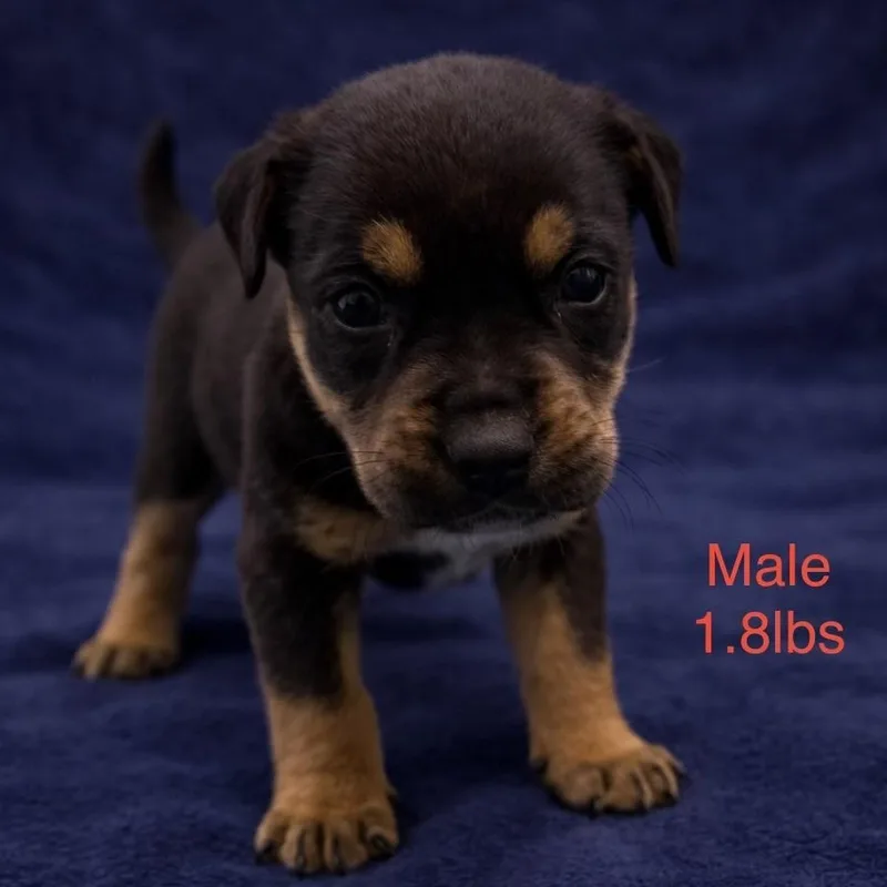 A baby medium-sized male Tricolor (Brown, Black, & White) Pit Bull Terrier dog named Boone for adoption in Carmel, NY