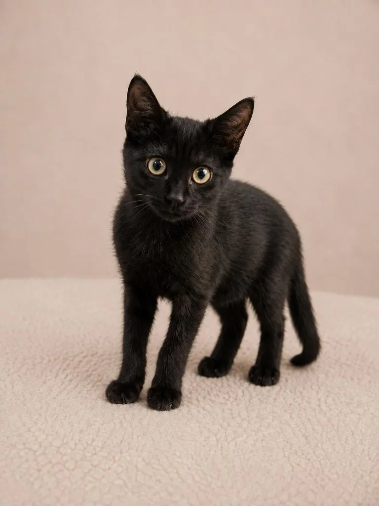 A baby small-sized female Black Domestic Short Hair cat named Bellatrix for adoption in Winnsboro, SC