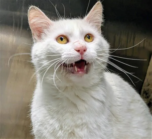 An adult small-sized male Domestic Short Hair cat named Parker for adoption in Bloomington, IL