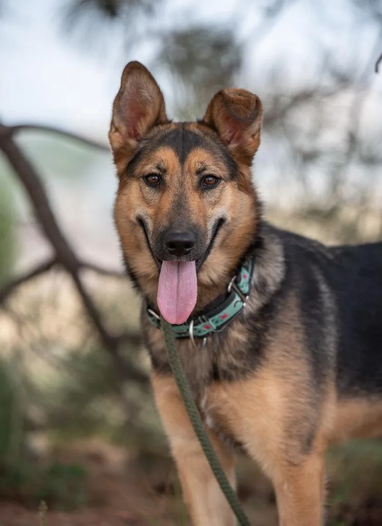 Baya
