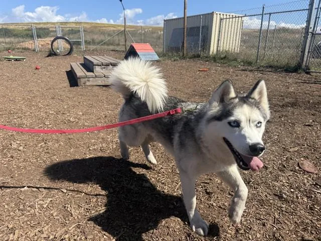 A young small-sized female Siberian Husky dog named Star for adoption in McKinleyville, CA