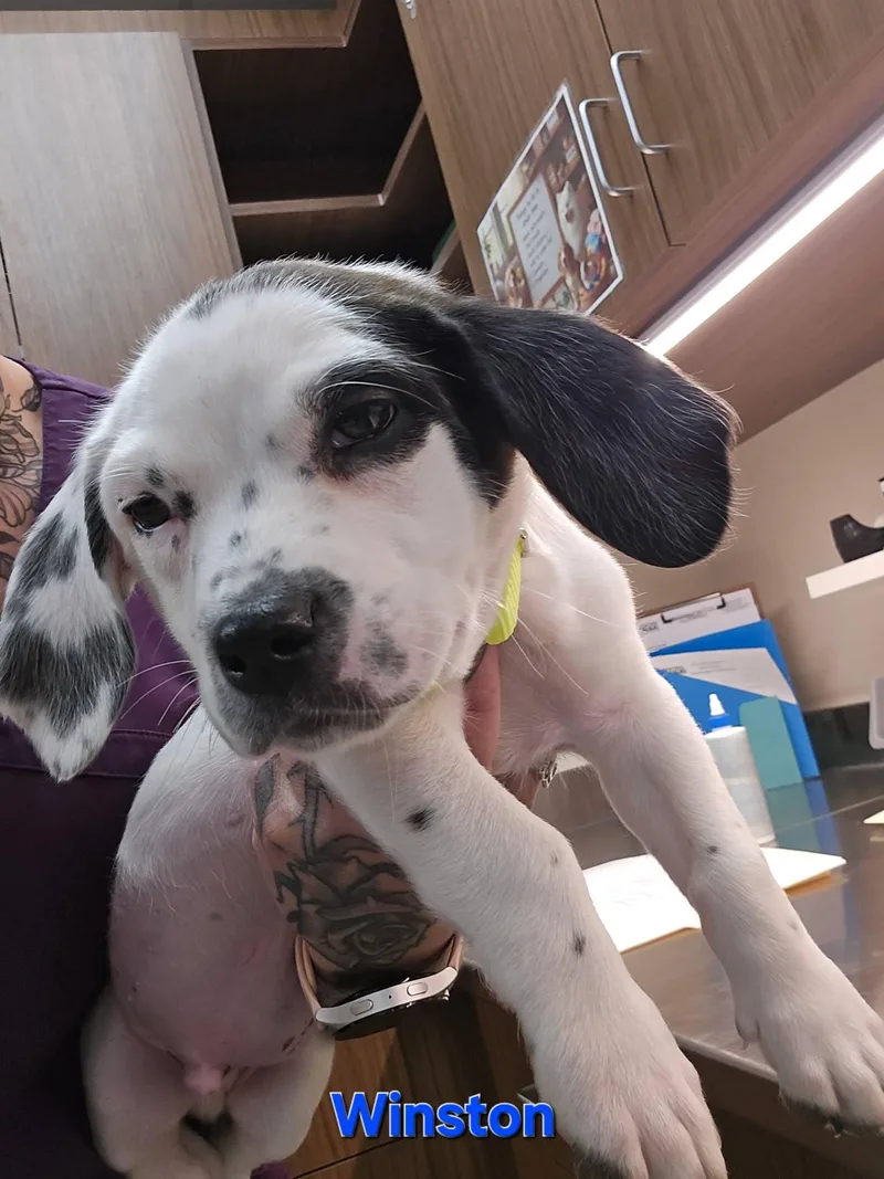 A baby medium-sized male Australian Cattle Dog / Blue Heeler dog named Winston for adoption in Whitehall, PA