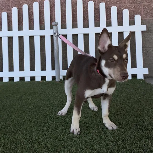 A baby small-sized female Siberian Husky dog named A for adoption in Modesto, CA