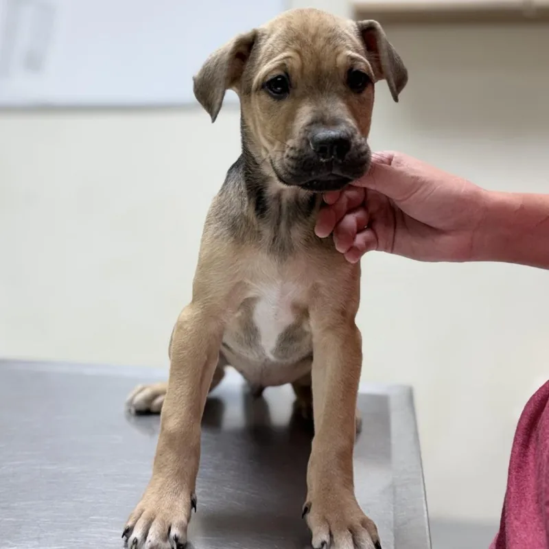 A baby small-sized male Yellow / Tan / Blond / Fawn Mixed Breed dog named Troy for adoption in Tyler, TX