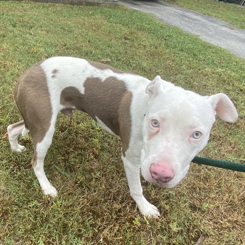 An adult large-sized male White / Cream Mixed Breed dog named Ice for adoption in Chattanooga, TN