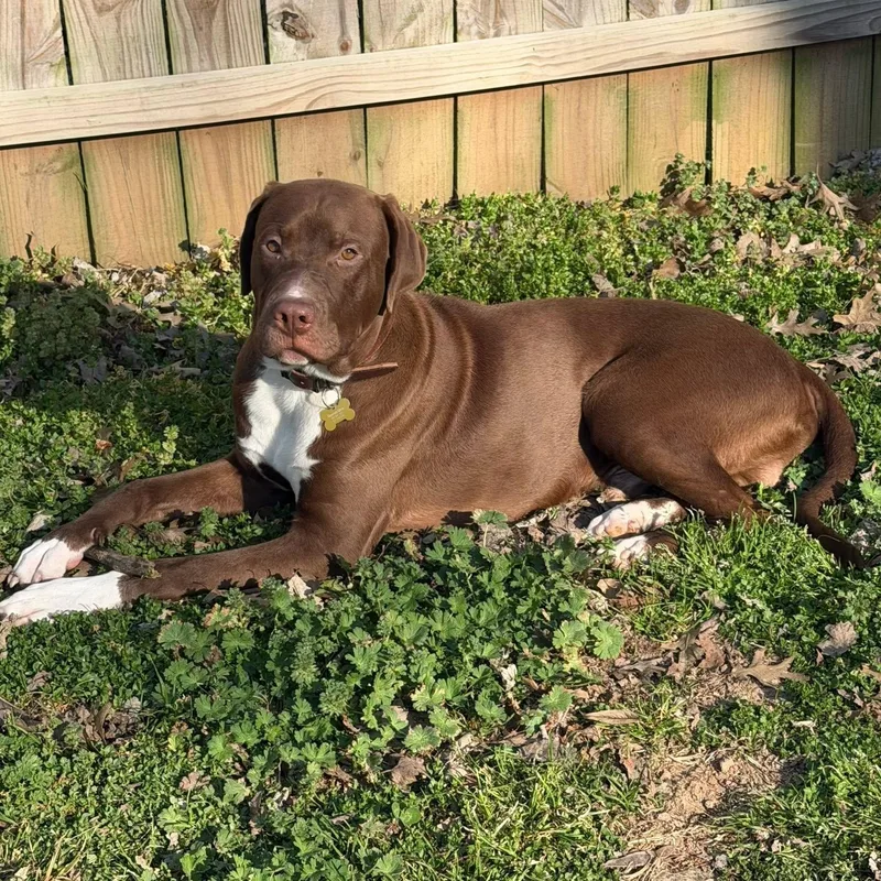 A young large-sized male Chocolate Labrador Retriever dog named Kevin for adoption in Springfield, MO