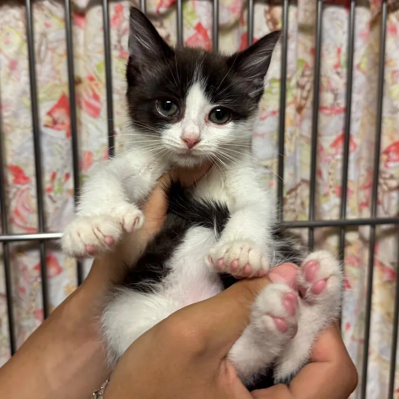 A baby small-sized female Domestic Short Hair cat named Ayasa for adoption in Bristol, IN