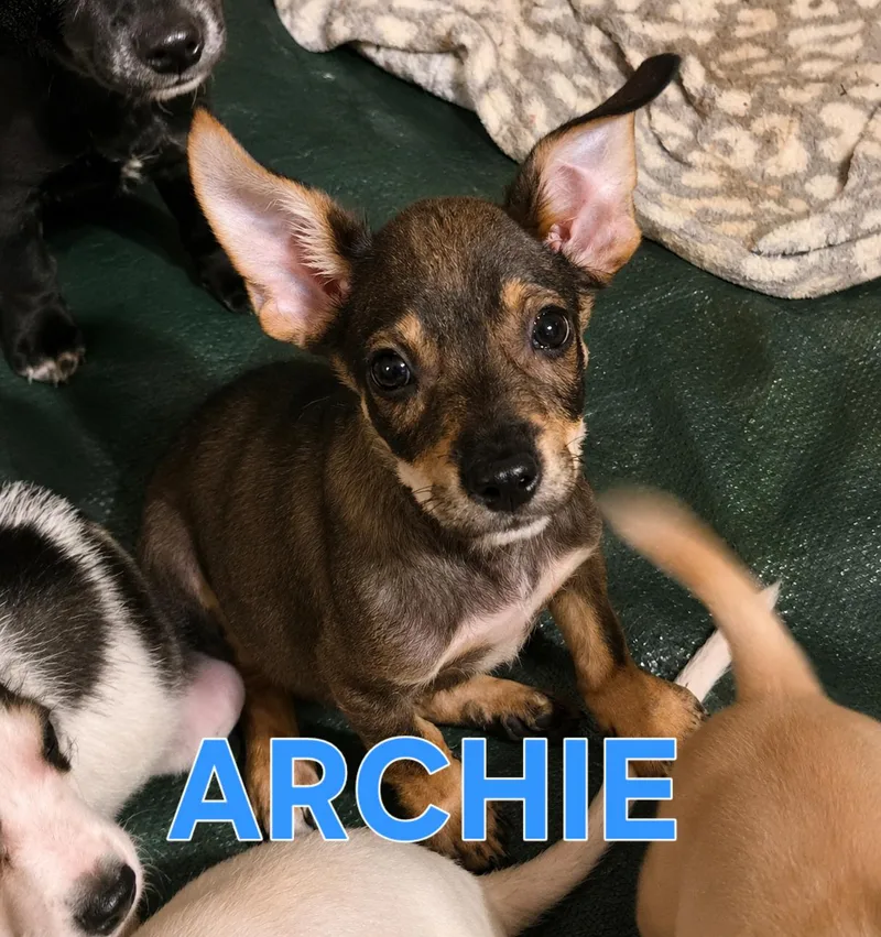 Archie