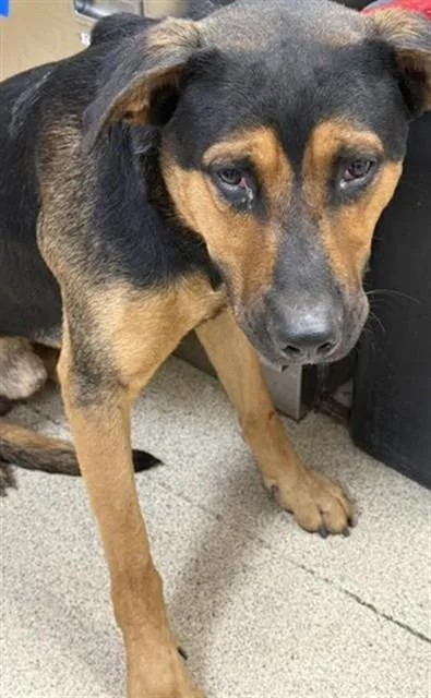 An adult large-sized male Pit Bull Terrier dog named Tustin for adoption in Riverside, CA