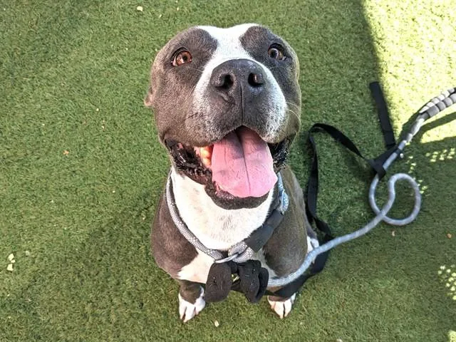 An adult large-sized female Pit Bull Terrier dog named Queenie for adoption in Phoenix, AZ