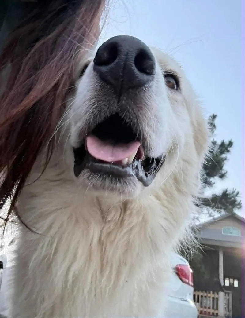 An adult extra large-sized male Great Pyrenees dog named Luciano for adoption in Allen, TX