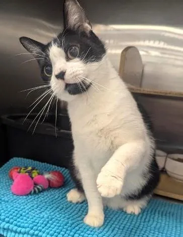 A young medium-sized male Black & White / Tuxedo Tuxedo cat named Hexagon Super Cute for adoption in Plano, TX